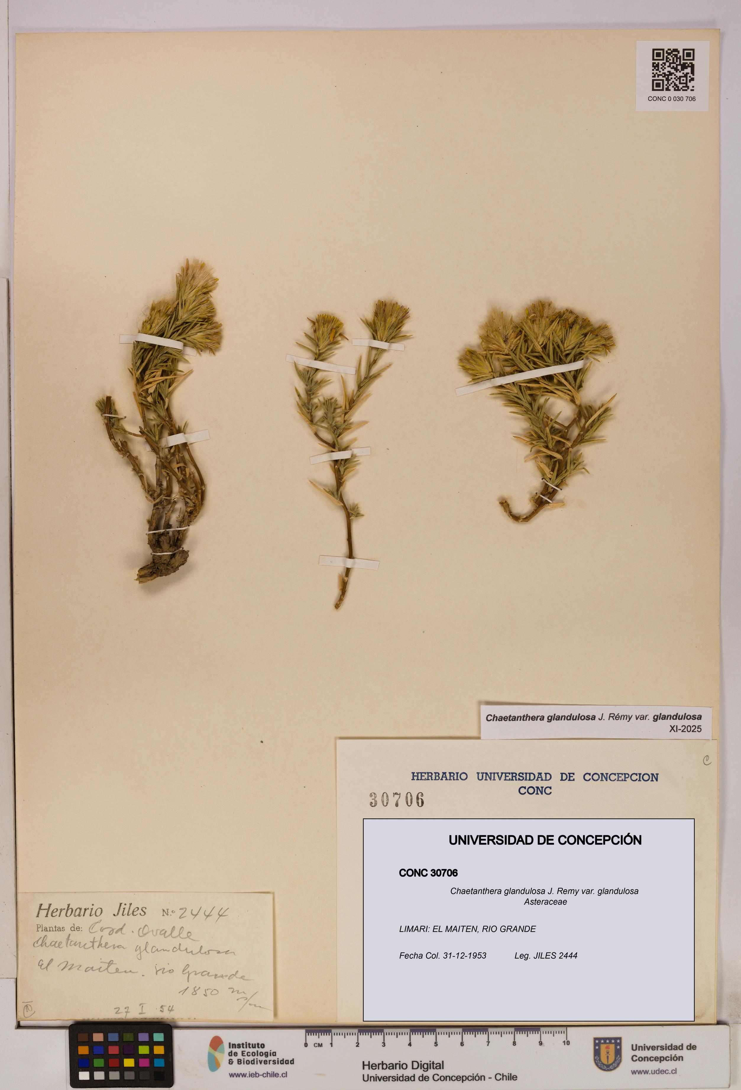 Chaetanthera glandulosa var. glandulosa [Espécimen: UDEC:CONC:0030706]