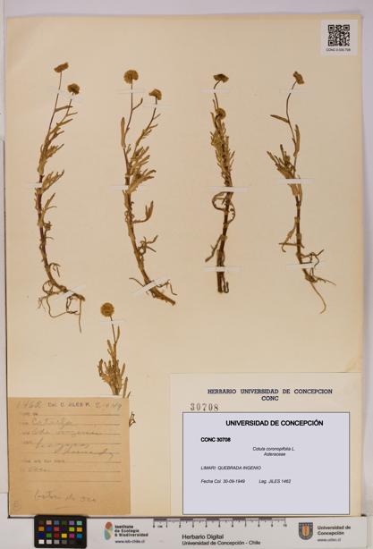 Cotula coronopifolia [Espécimen: UDEC:CONC:0030708]