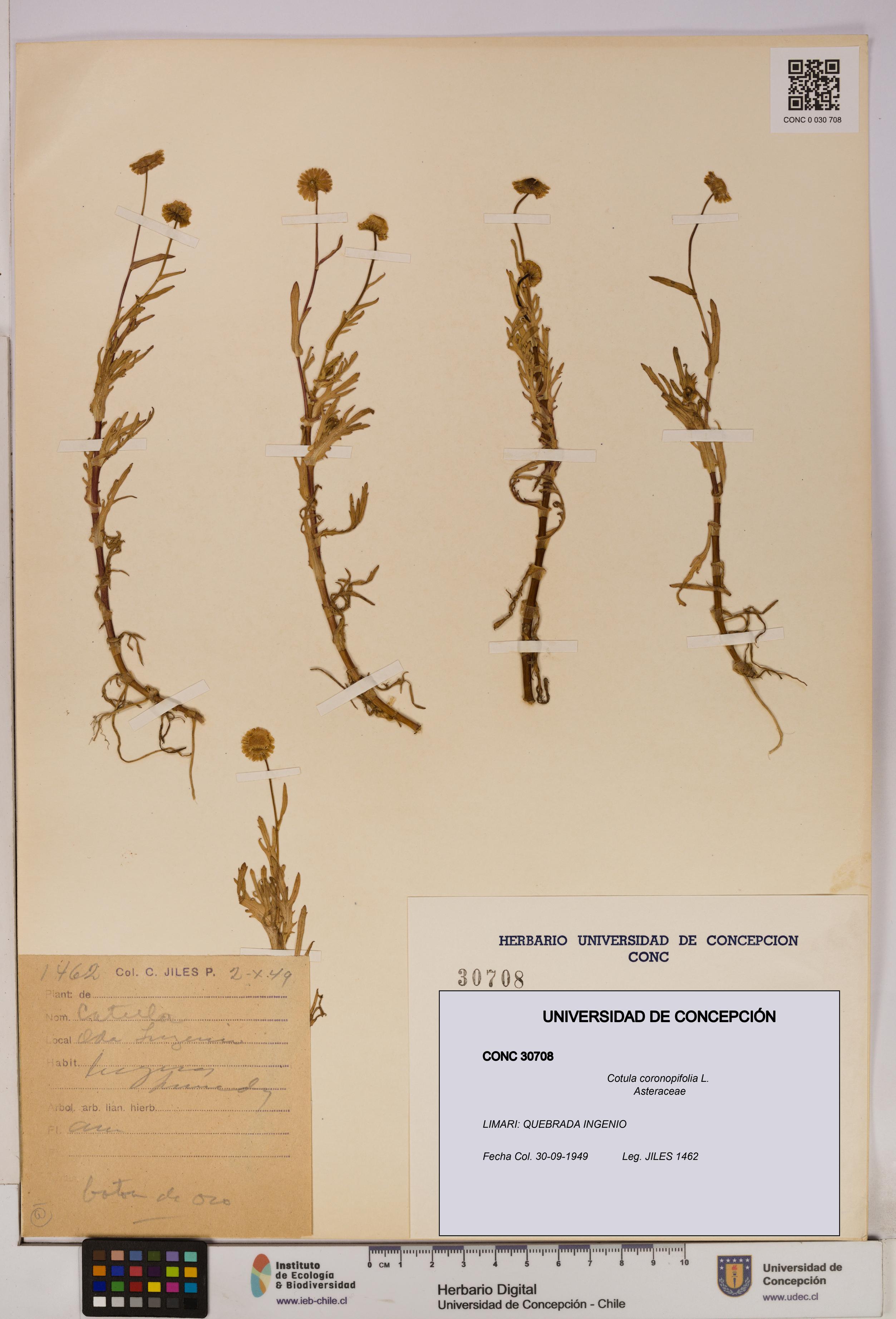 Cotula coronopifolia [Espécimen: UDEC:CONC:0030708]