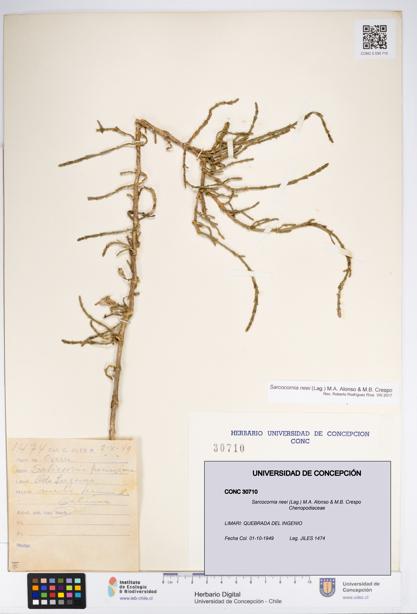 Sarcocornia neei [Espécimen: UDEC:CONC:0030710]