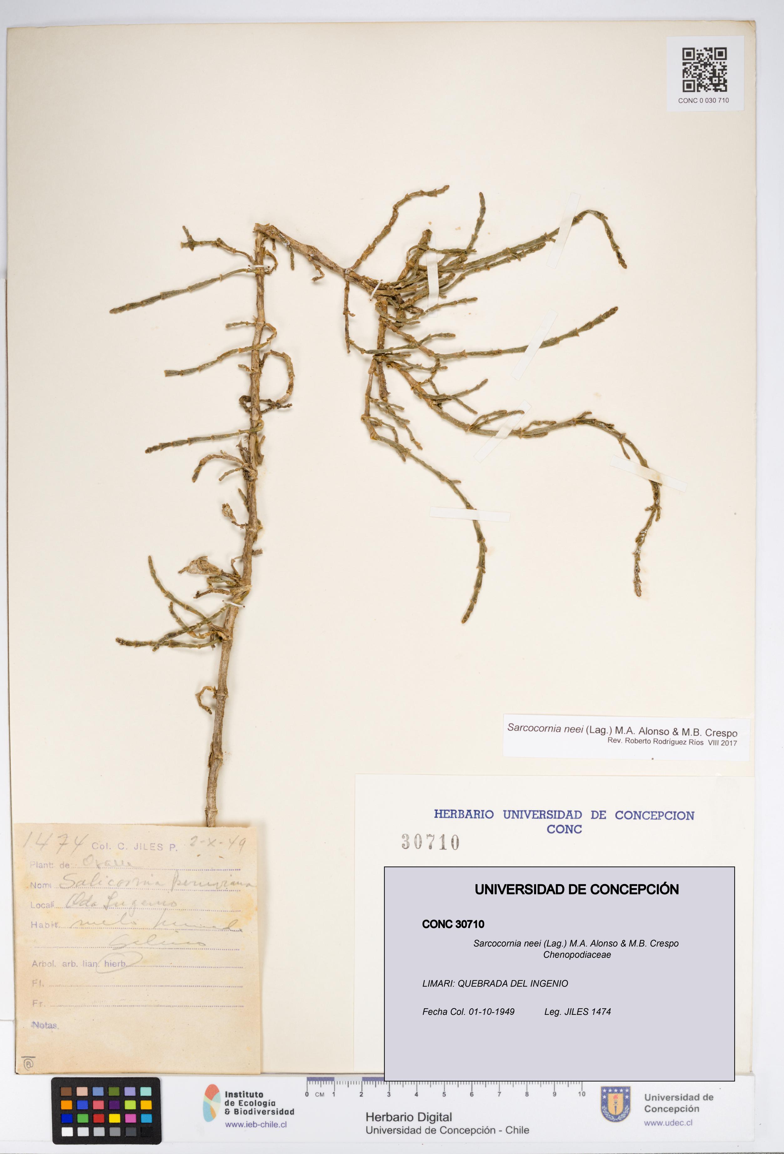 Sarcocornia neei [Espécimen: UDEC:CONC:0030710]