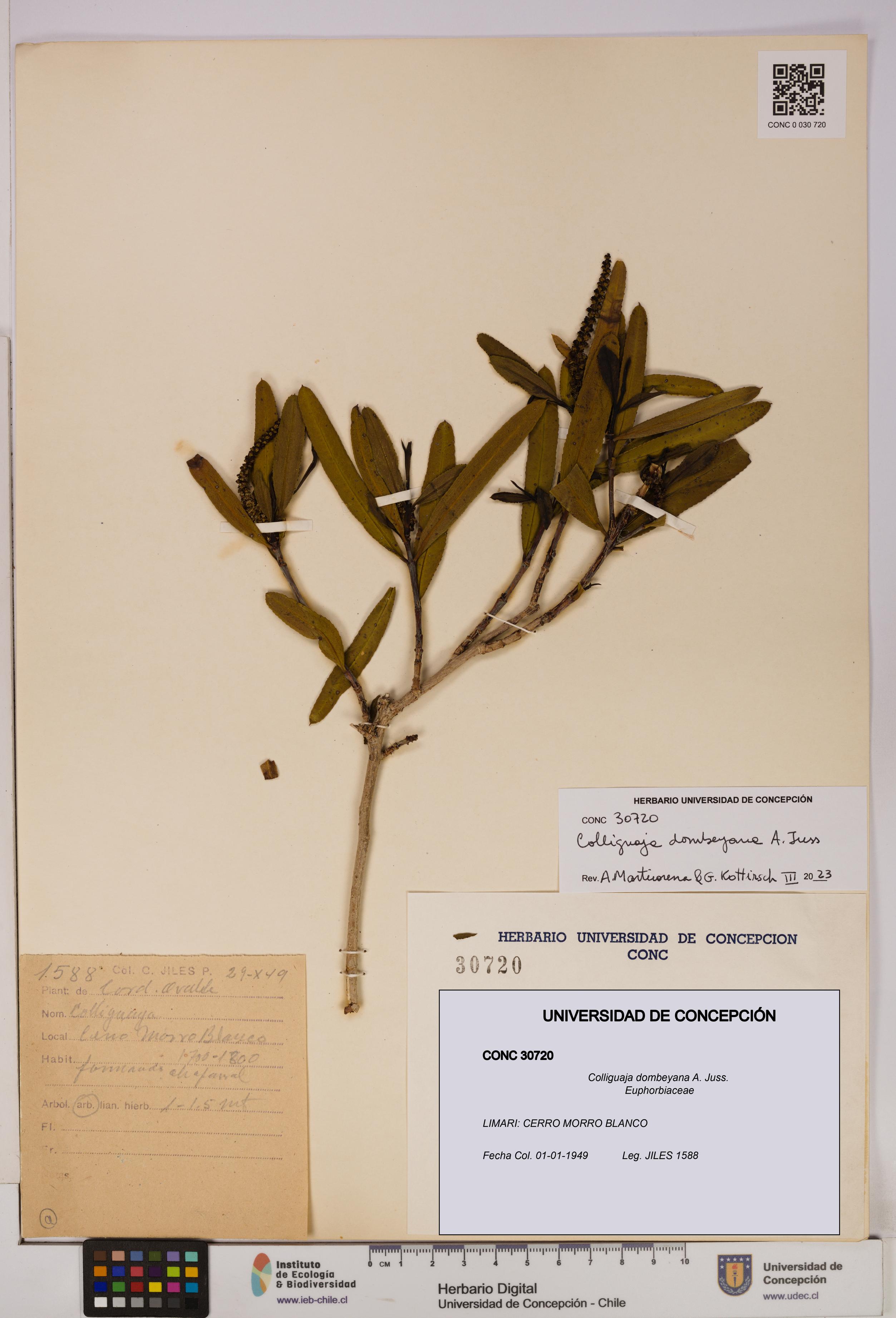 Colliguaja dombeyana [Espécimen: UDEC:CONC:0030720]