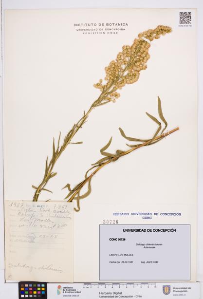 Solidago chilensis [Espécimen: ]