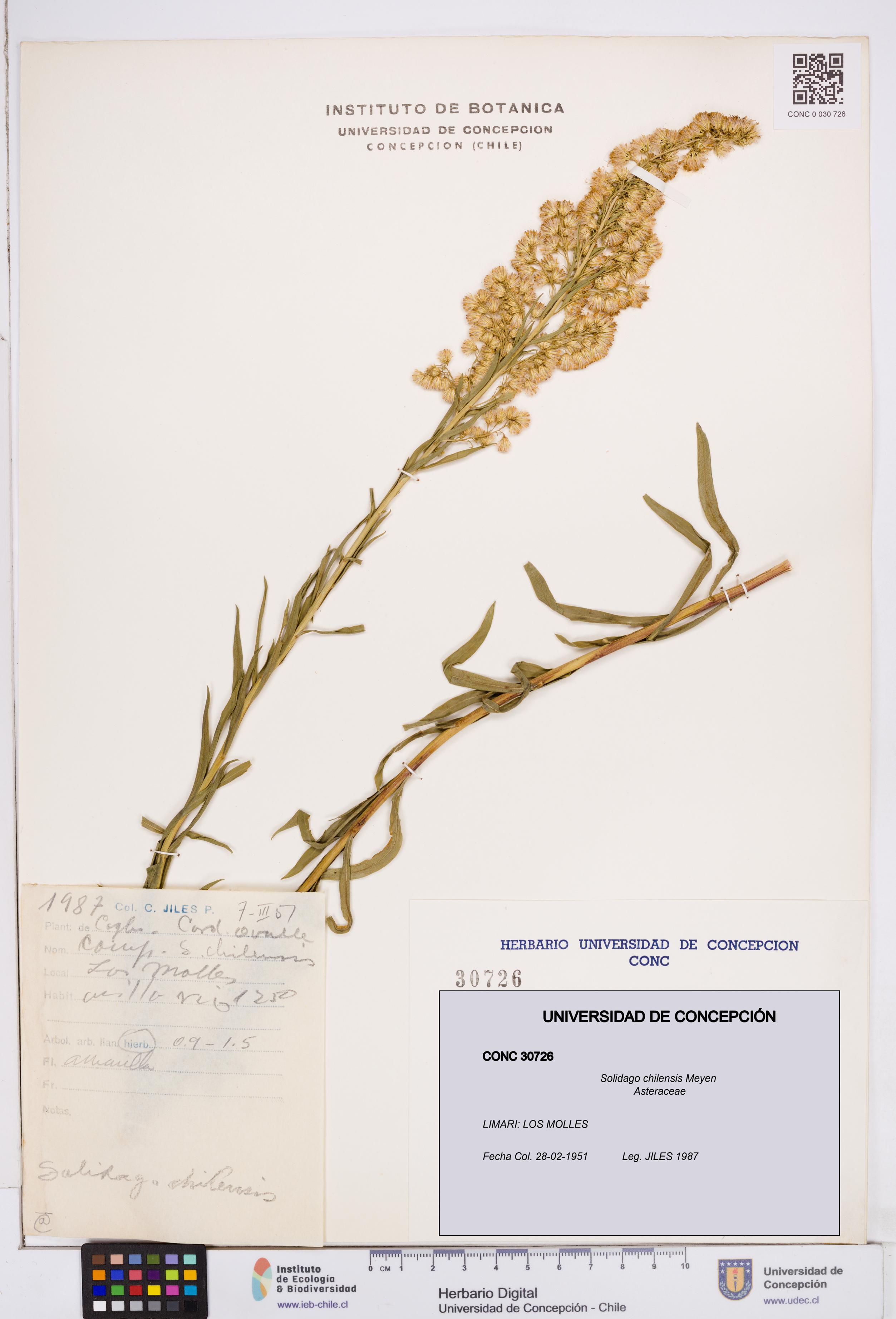 Solidago chilensis [Espécimen: ]