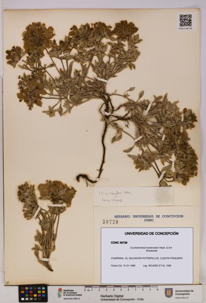 Cruckshanksia hymenodon [Espécimen: UDEC:CONC:0030729]