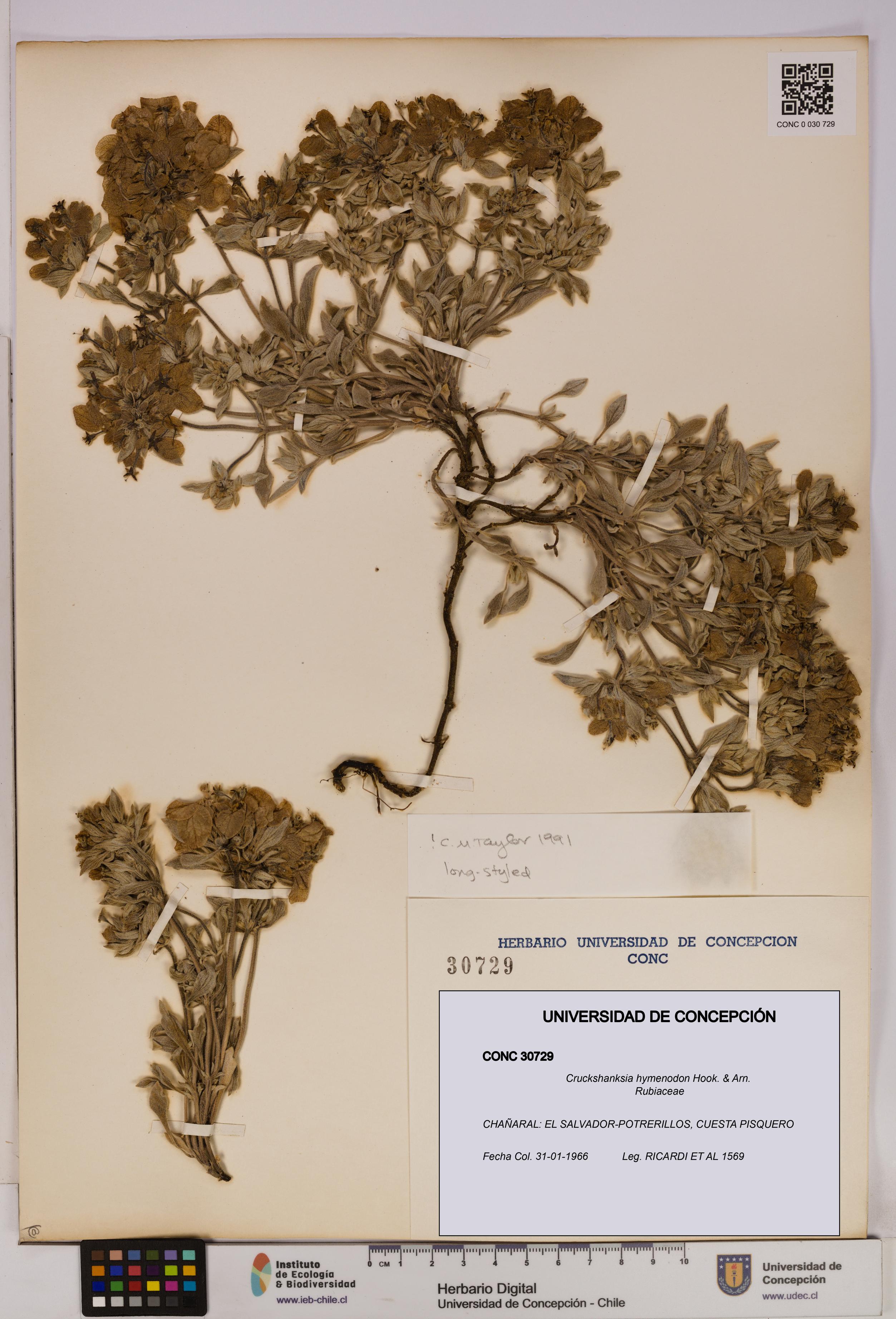 Cruckshanksia hymenodon [Espécimen: UDEC:CONC:0030729]