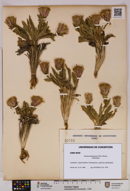 Perezia atacamensis [Espécimen: UDEC:CONC:0030732]