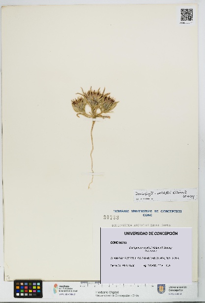 Doniophyton weddellii [Espécimen: UDEC:CONC:0030733]