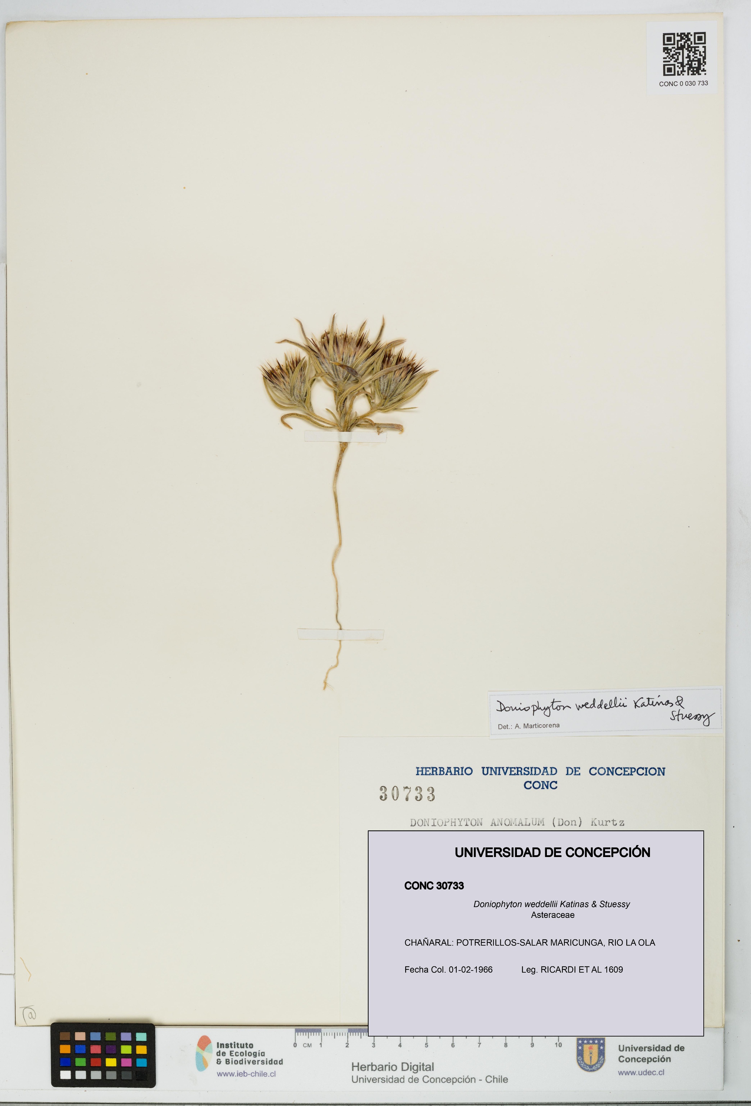 Doniophyton weddellii [Espécimen: UDEC:CONC:0030733]