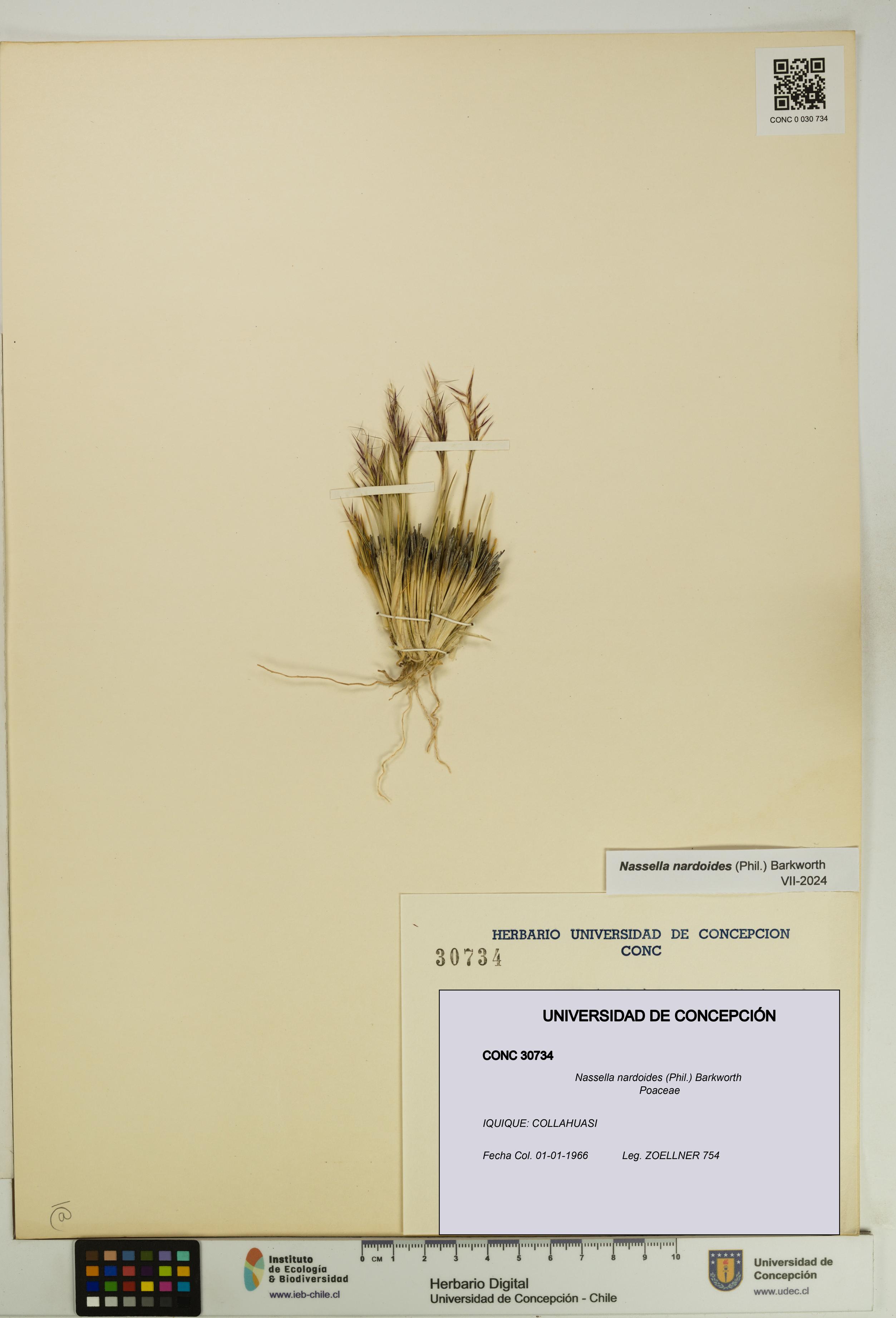 Nassella nardoides [Espécimen: UDEC:CONC:0030734]