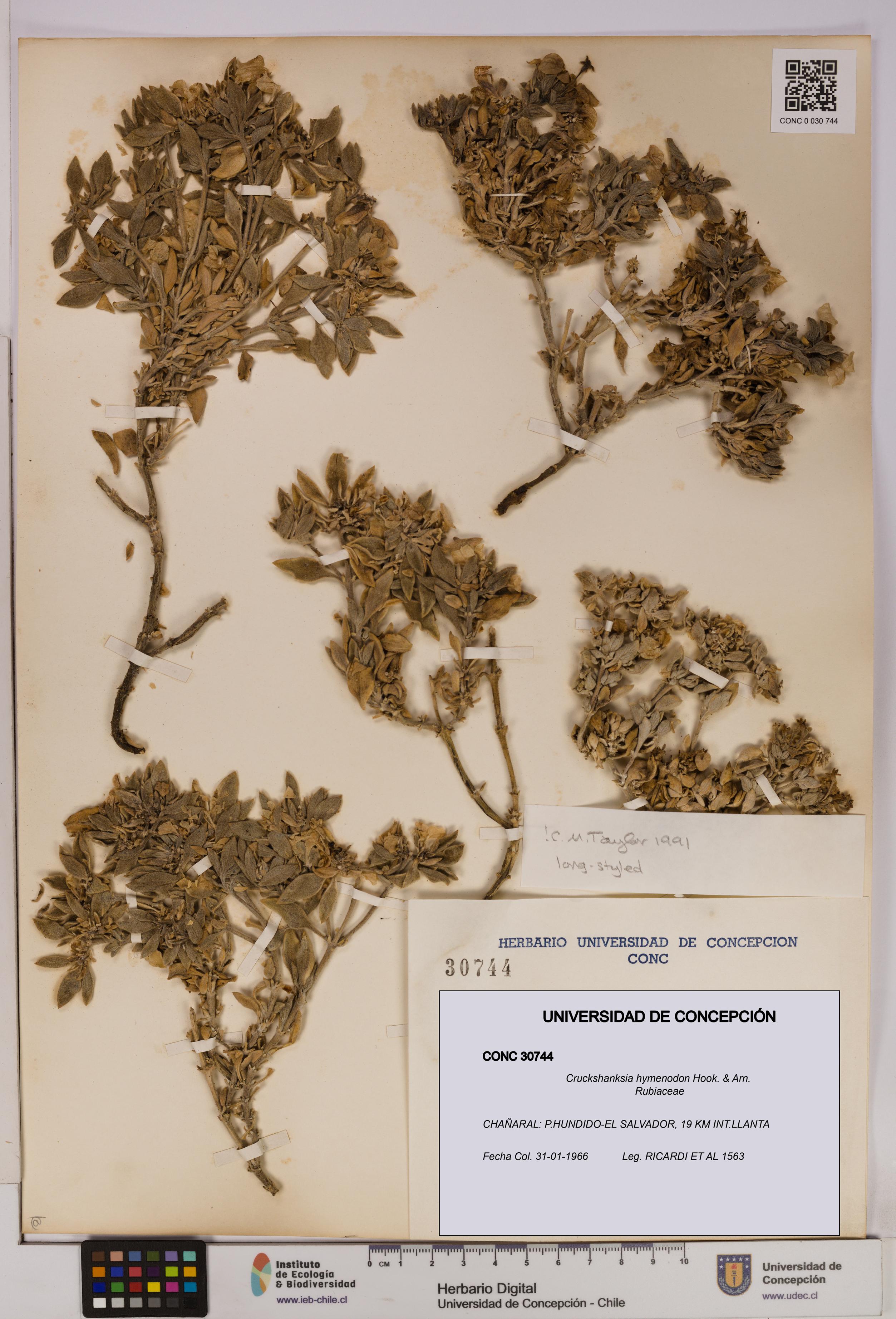 Cruckshanksia hymenodon [Espécimen: UDEC:CONC:0030744]