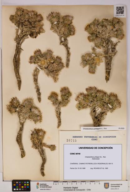 Chaetanthera philippii [Espécimen: UDEC:CONC:0030745]