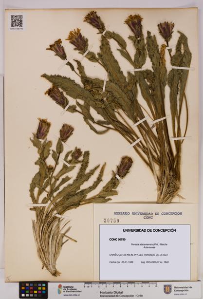 Perezia atacamensis [Espécimen: UDEC:CONC:0030750]