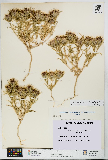 Doniophyton weddellii [Espécimen: UDEC:CONC:0030752]