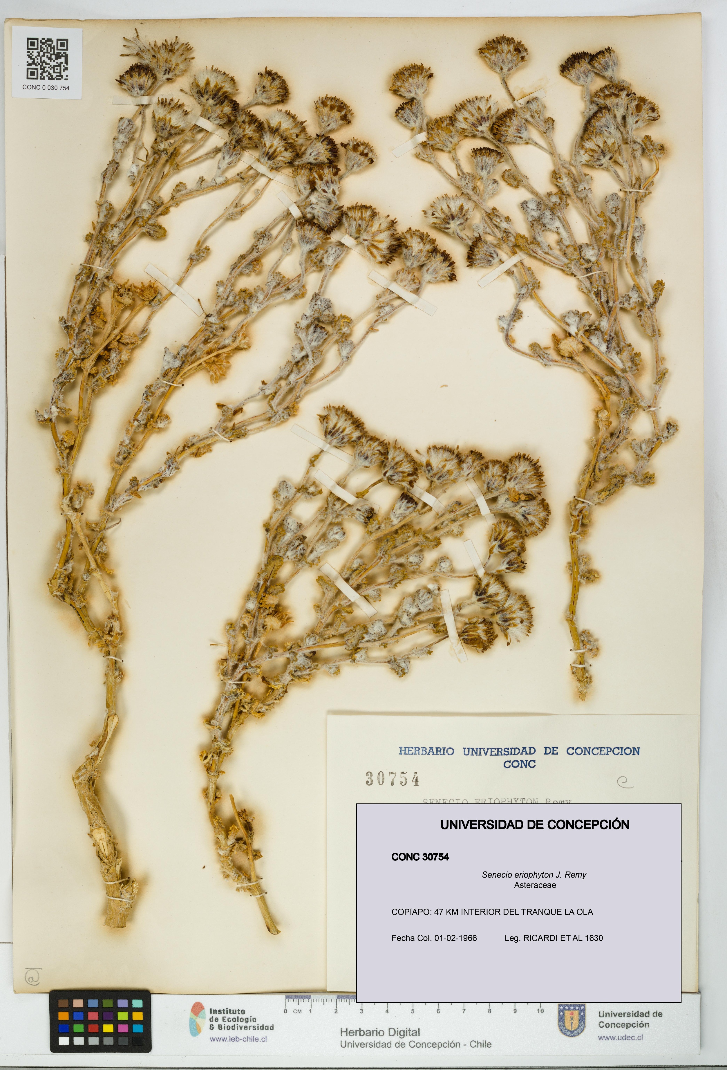 Senecio eriophyton [Espécimen: UDEC:CONC:0030754]