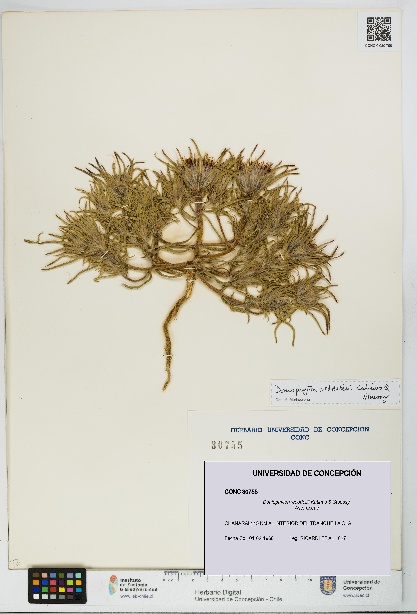 Doniophyton weddellii [Espécimen: UDEC:CONC:0030755]