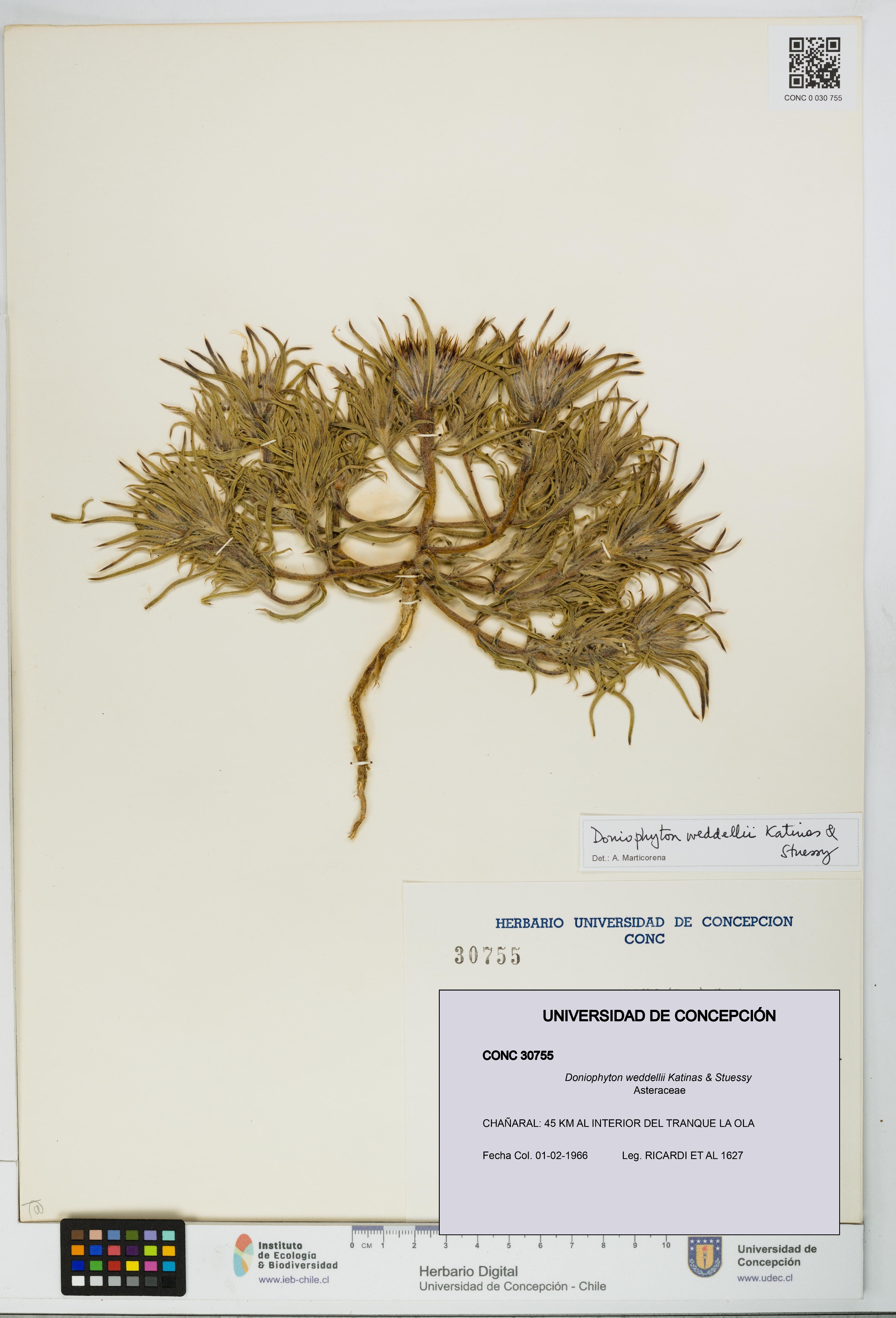 Doniophyton weddellii [Espécimen: UDEC:CONC:0030755]