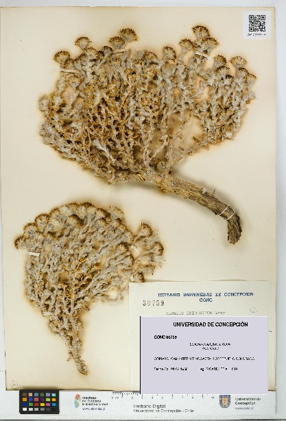 Senecio eriophyton [Espécimen: UDEC:CONC:0030759]
