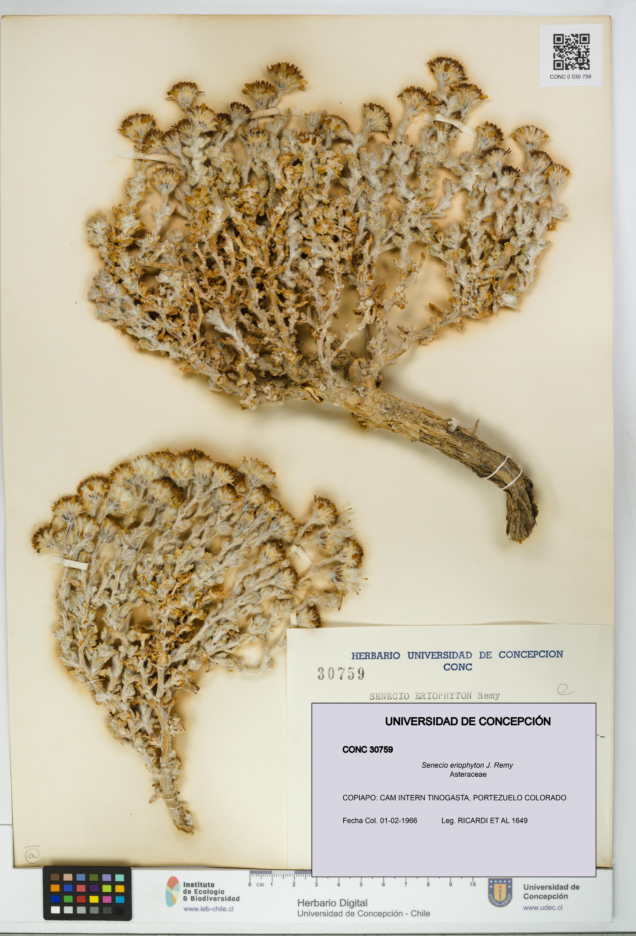 Senecio eriophyton [Espécimen: UDEC:CONC:0030759]