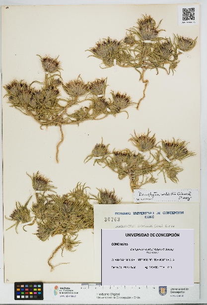 Doniophyton weddellii [Espécimen: UDEC:CONC:0030763]