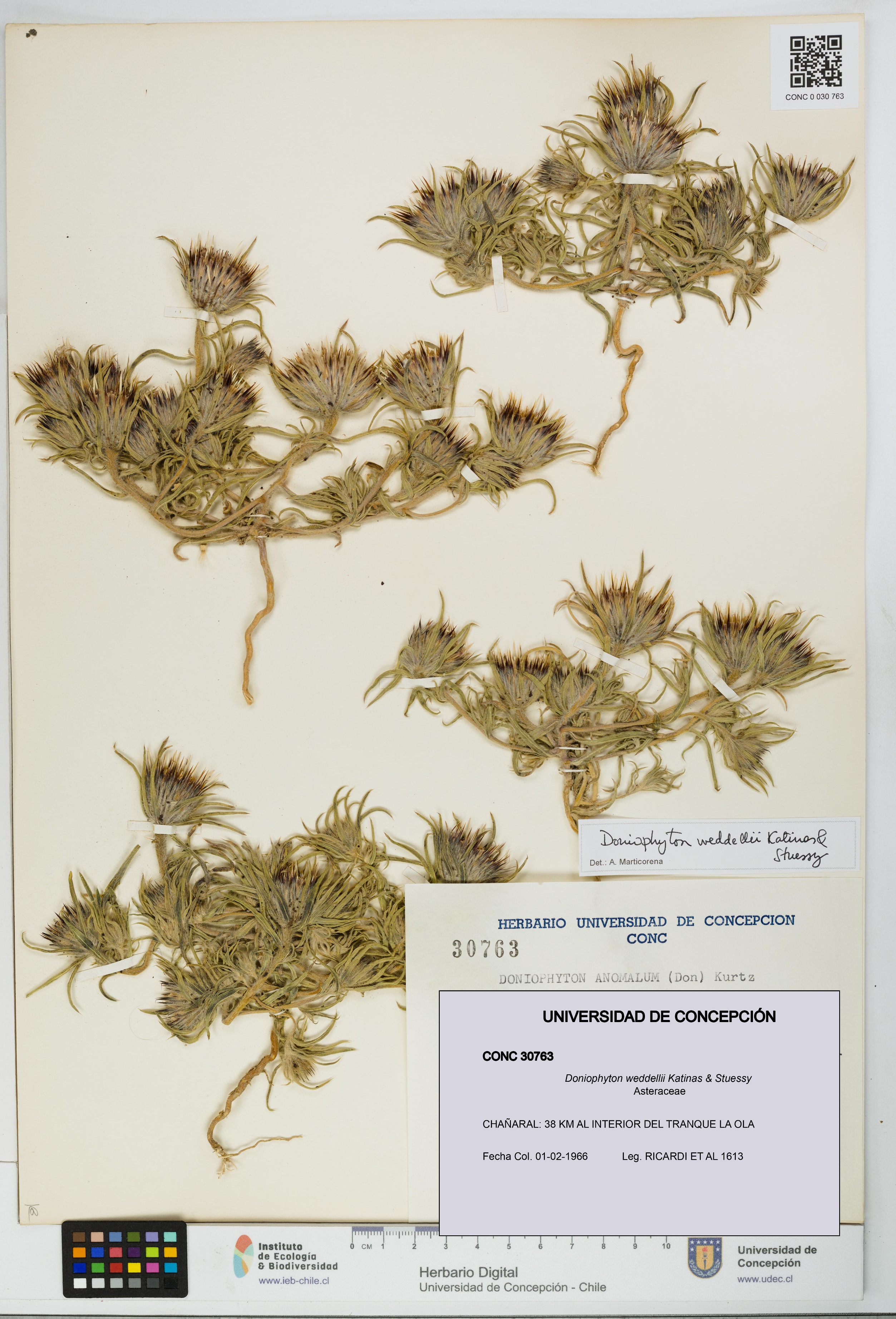 Doniophyton weddellii [Espécimen: UDEC:CONC:0030763]