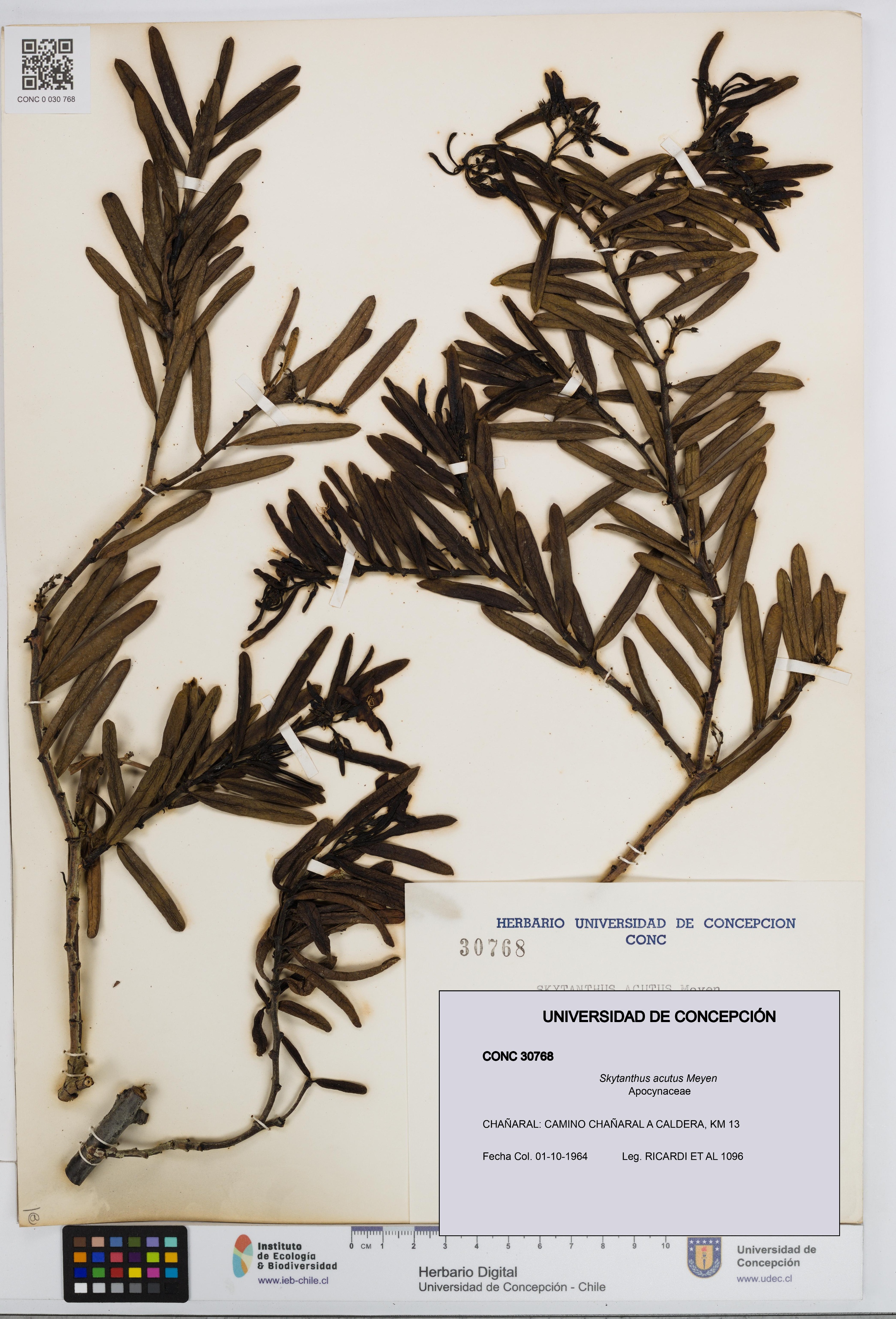 Skytanthus acutus [Espécimen: UDEC:CONC:0030768]