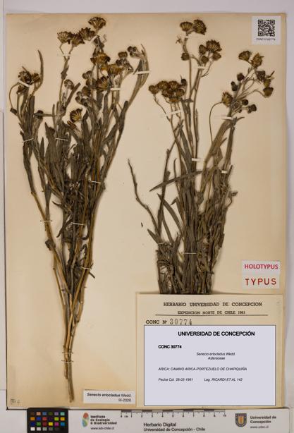 Senecio eriocladus [Espécimen: UDEC:CONC:0030774]