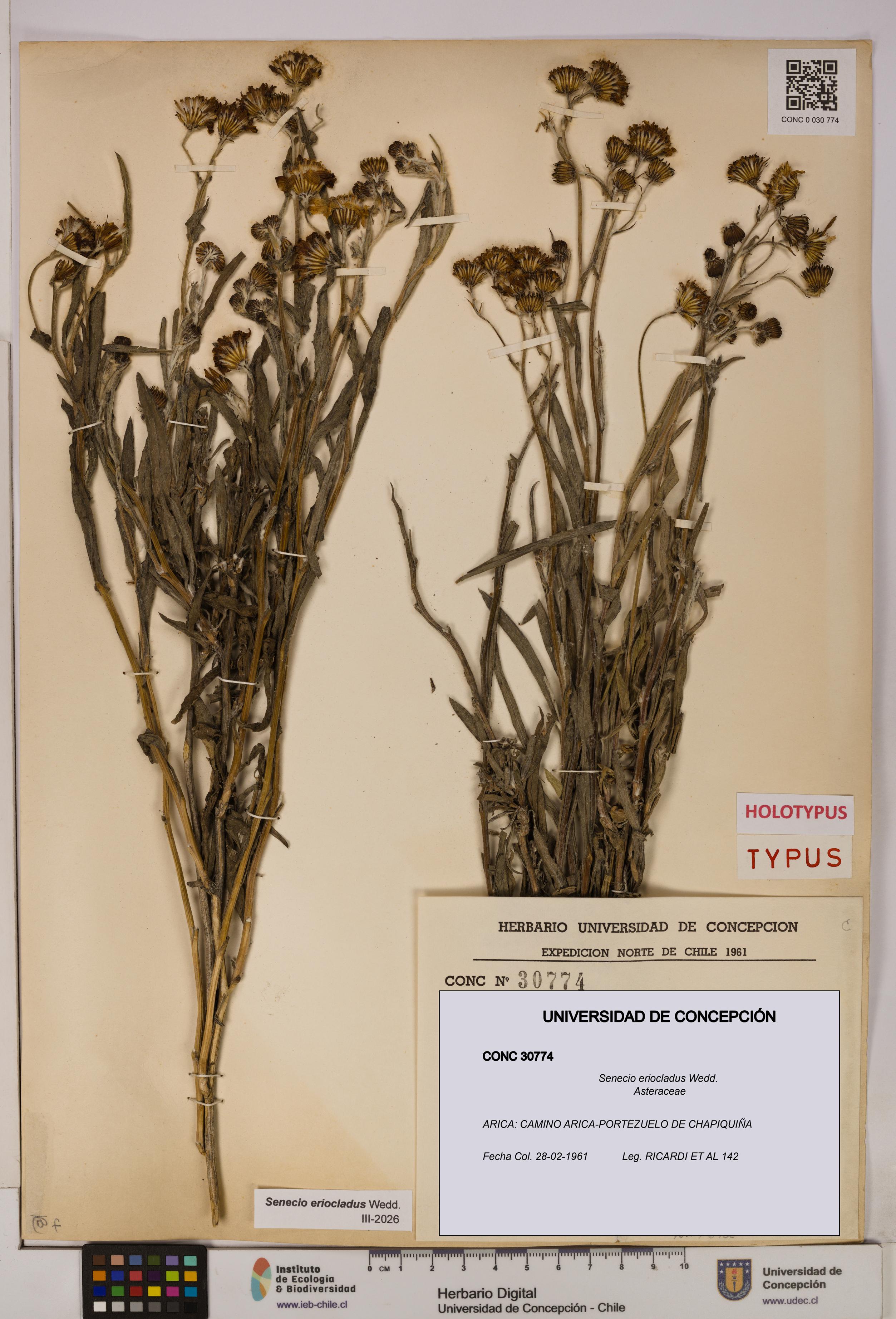 Senecio eriocladus [Espécimen: UDEC:CONC:0030774]