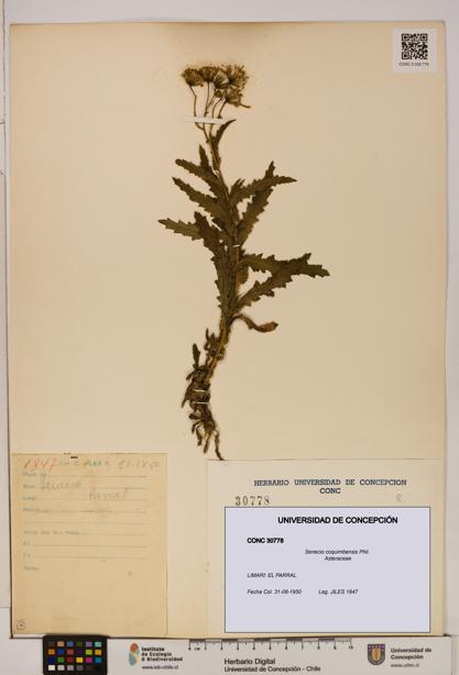 Senecio coquimbensis [Espécimen: UDEC:CONC:0030778]