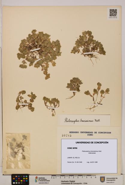 Psilocarphus brevissimus [Espécimen: ]