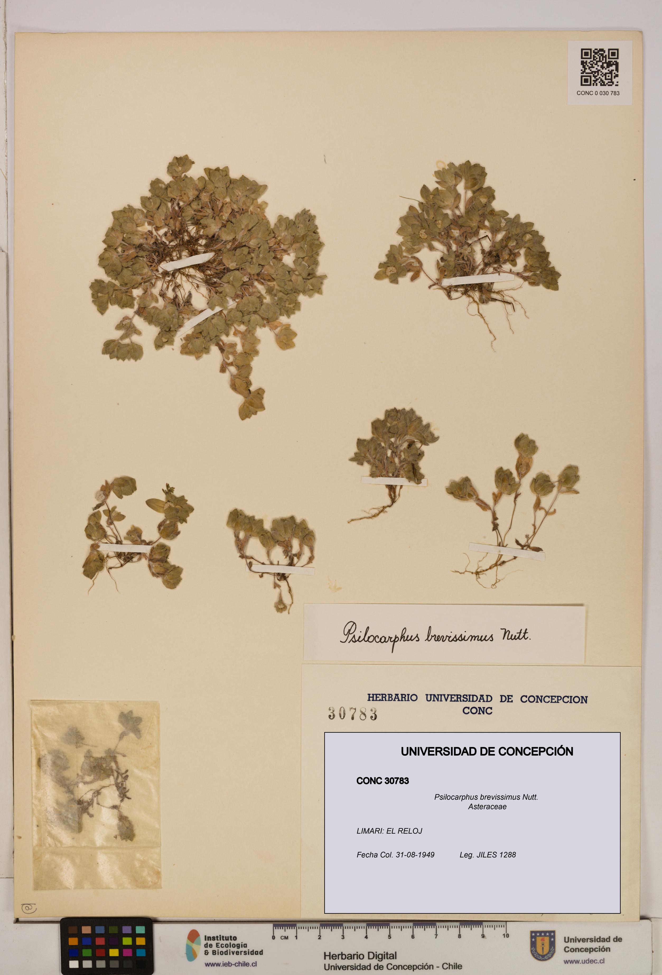 Psilocarphus brevissimus [Espécimen: ]