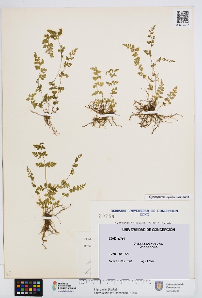 Cystopteris apiiformis [Espécimen: UDEC:CONC:0030784]