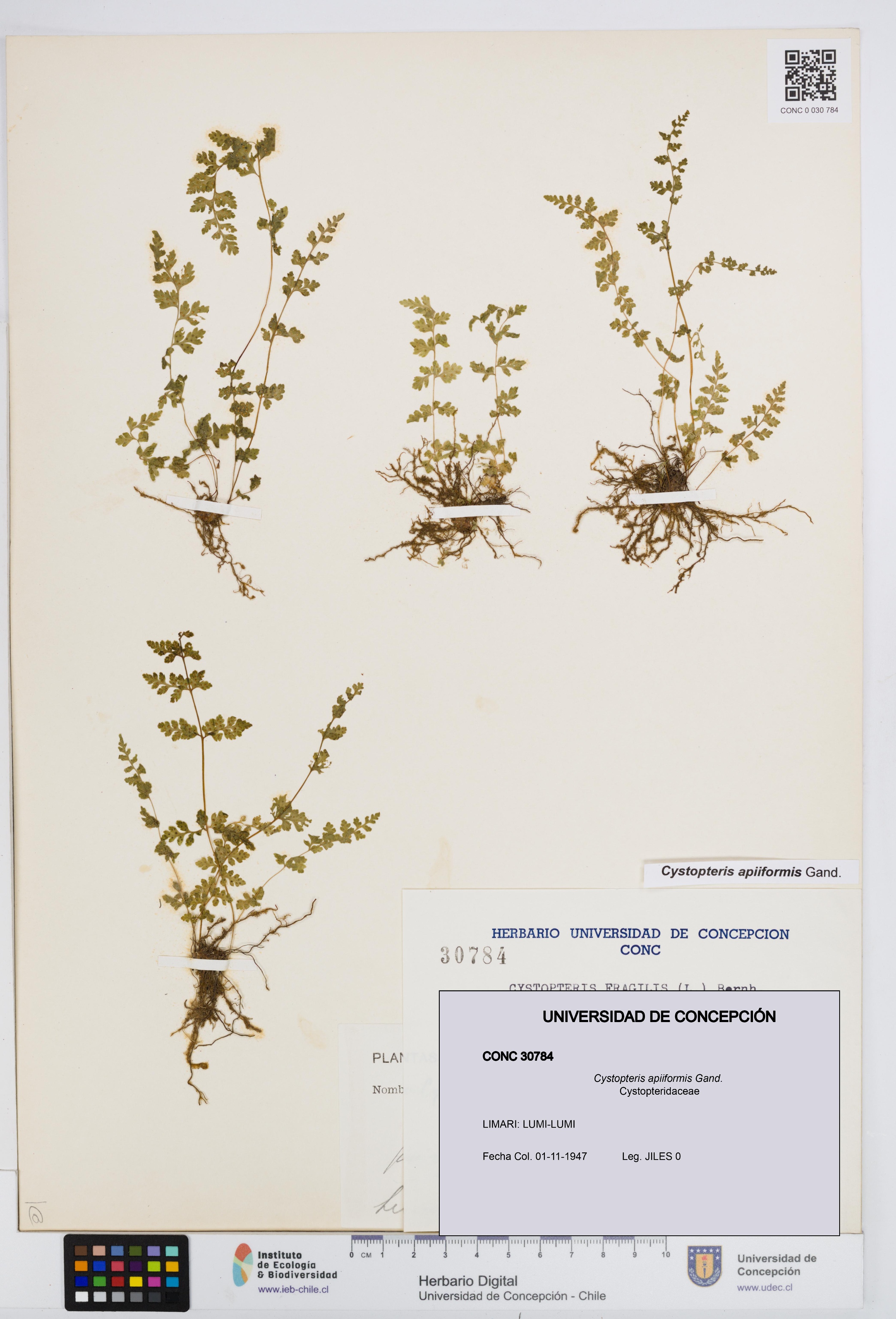 Cystopteris apiiformis [Espécimen: UDEC:CONC:0030784]