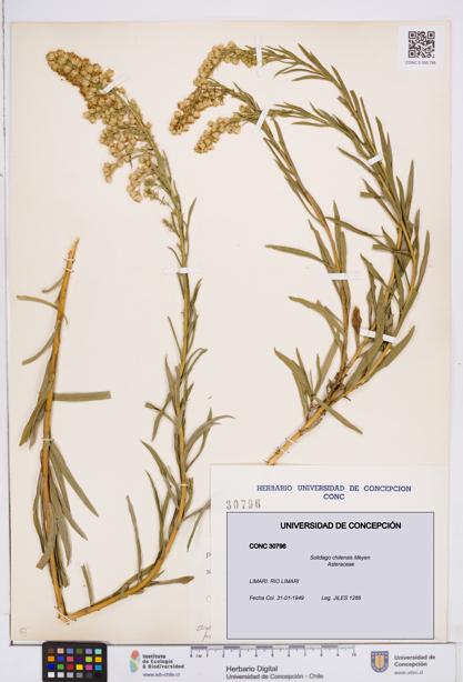Solidago chilensis [Espécimen: ]