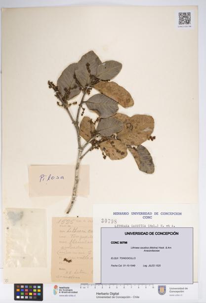 Lithraea caustica [Espécimen: UDEC:CONC:0030798]