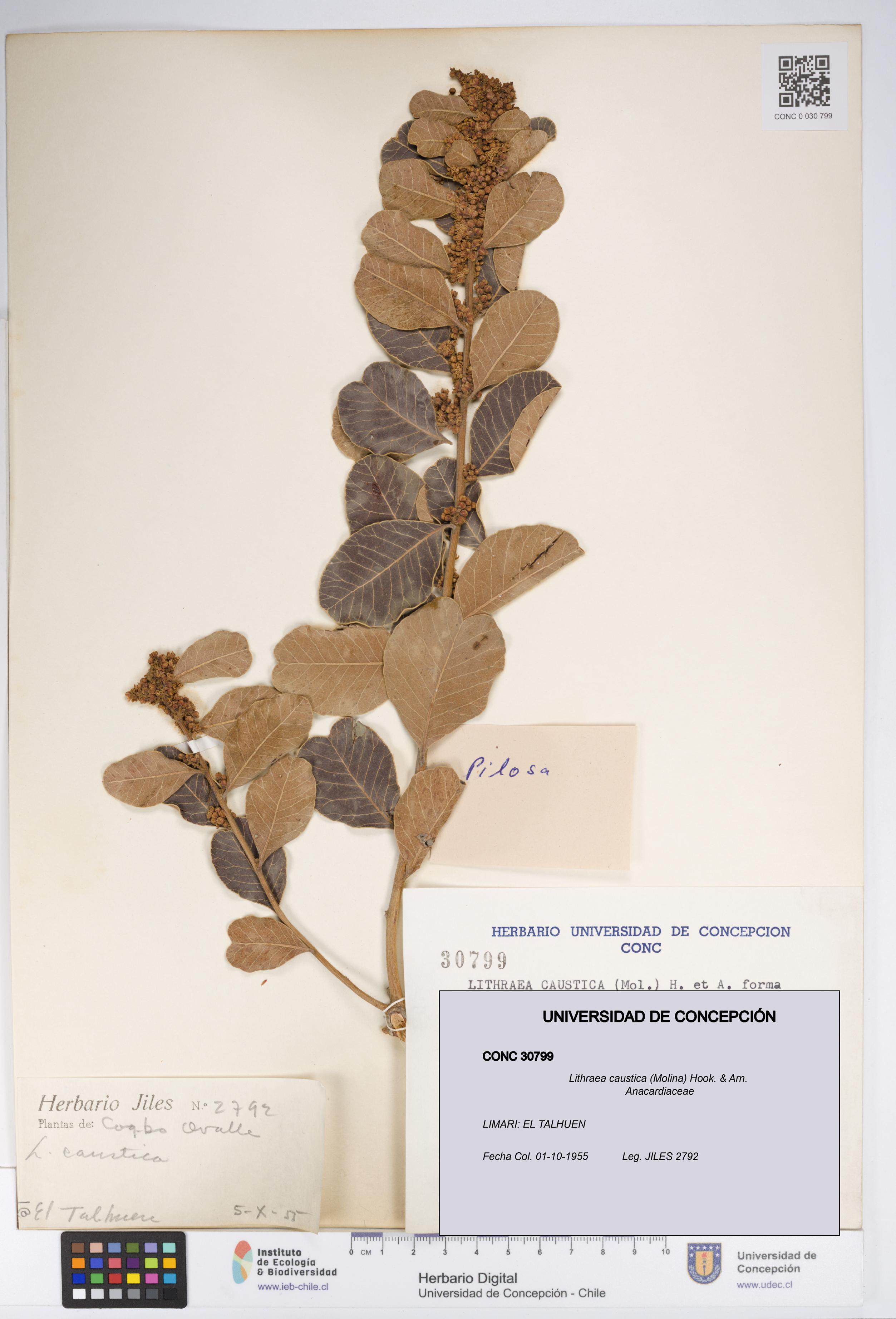 Lithraea caustica [Espécimen: UDEC:CONC:0030799]