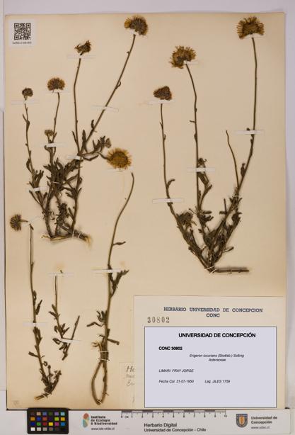 Erigeron luxurians [Espécimen: UDEC:CONC:0030802]