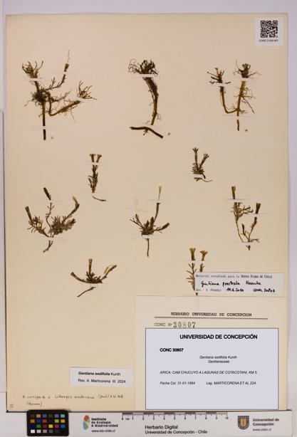 Gentiana sedifolia [Espécimen: UDEC:CONC:0030807]