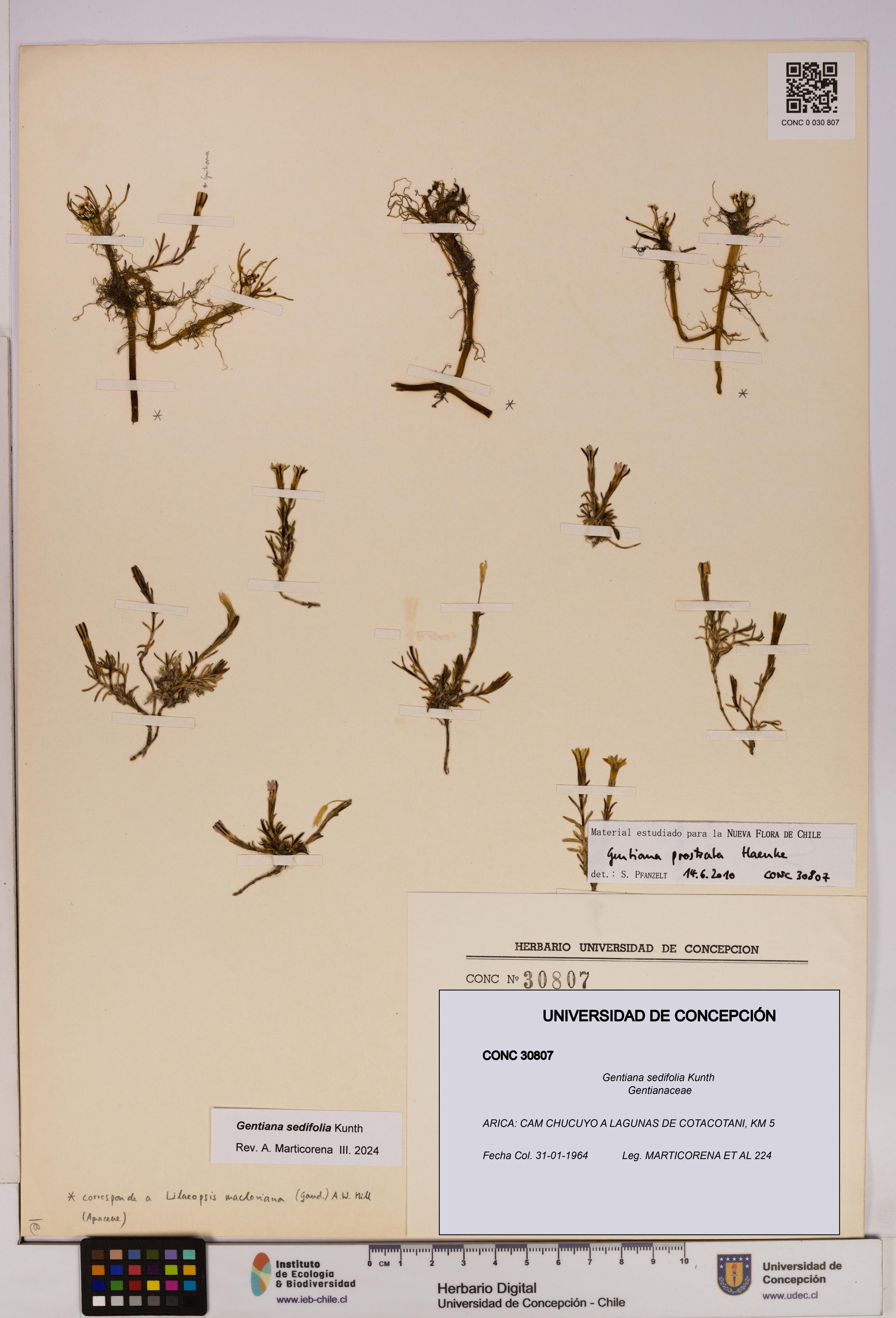 Gentiana sedifolia [Espécimen: UDEC:CONC:0030807]