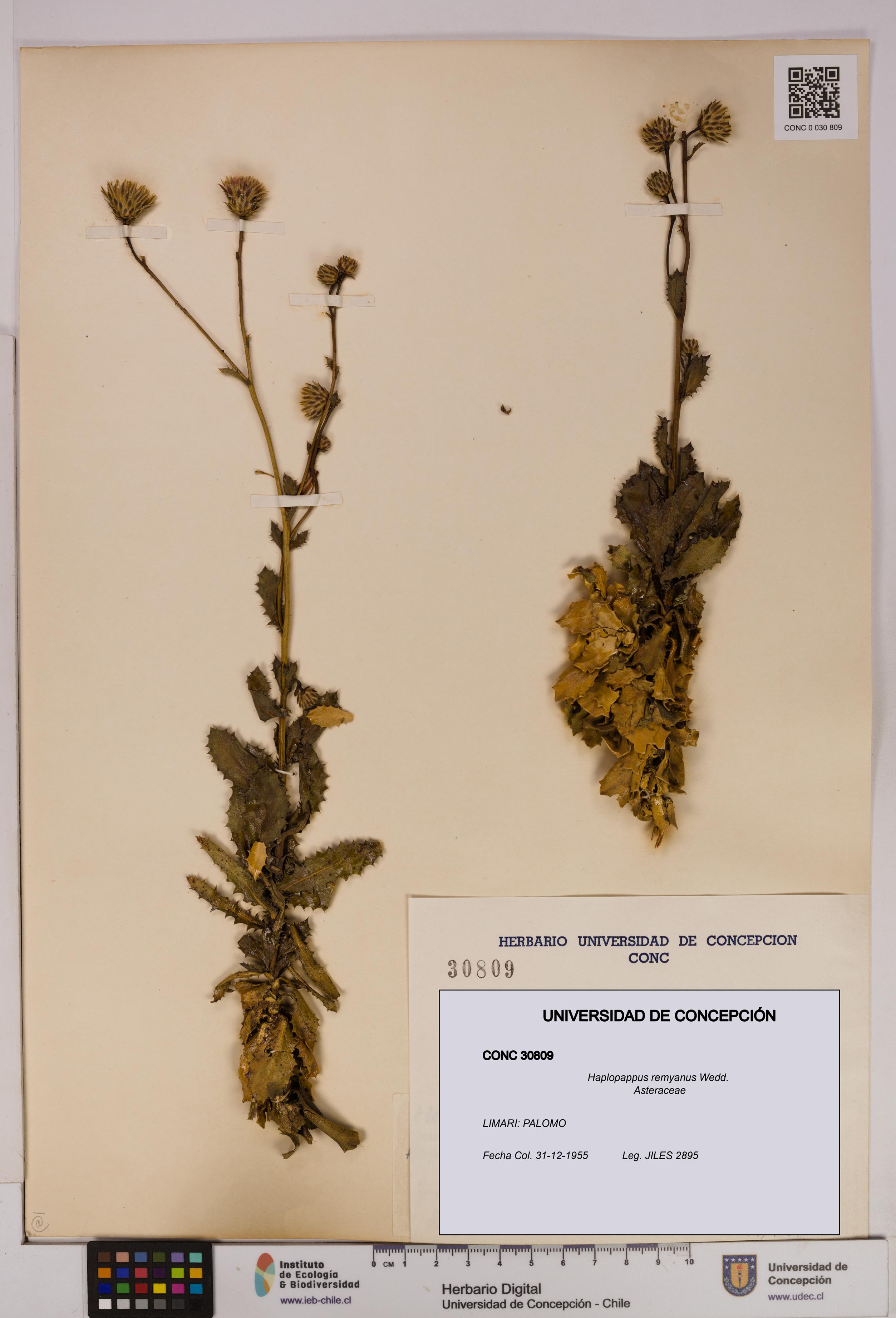 Haplopappus remyanus [Espécimen: UDEC:CONC:0030809]