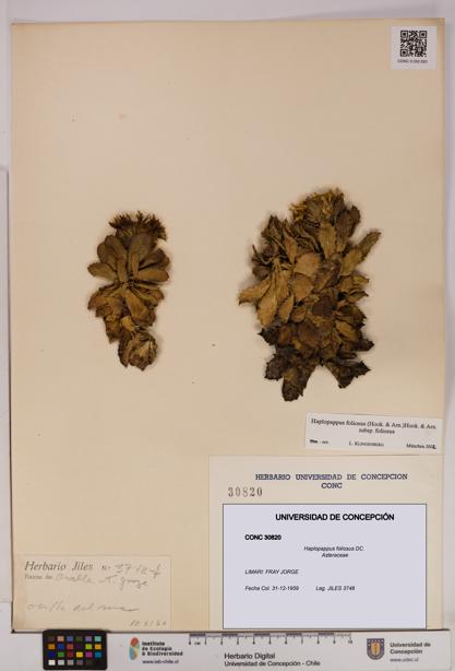 Haplopappus foliosus [Espécimen: UDEC:CONC:0030820]
