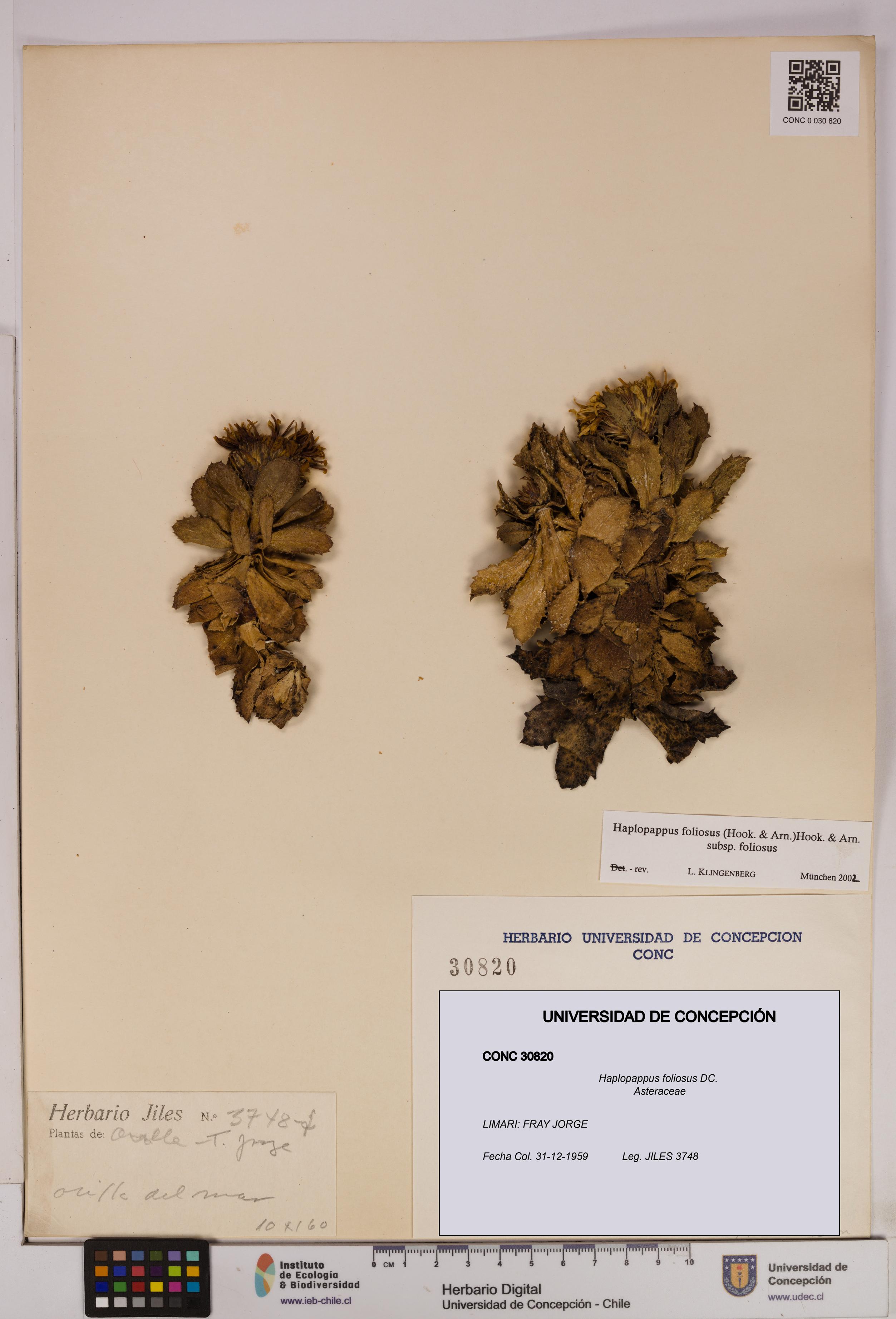 Haplopappus foliosus [Espécimen: UDEC:CONC:0030820]