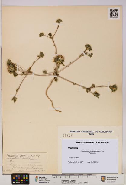 Chaetanthera limbata [Espécimen: UDEC:CONC:0030824]