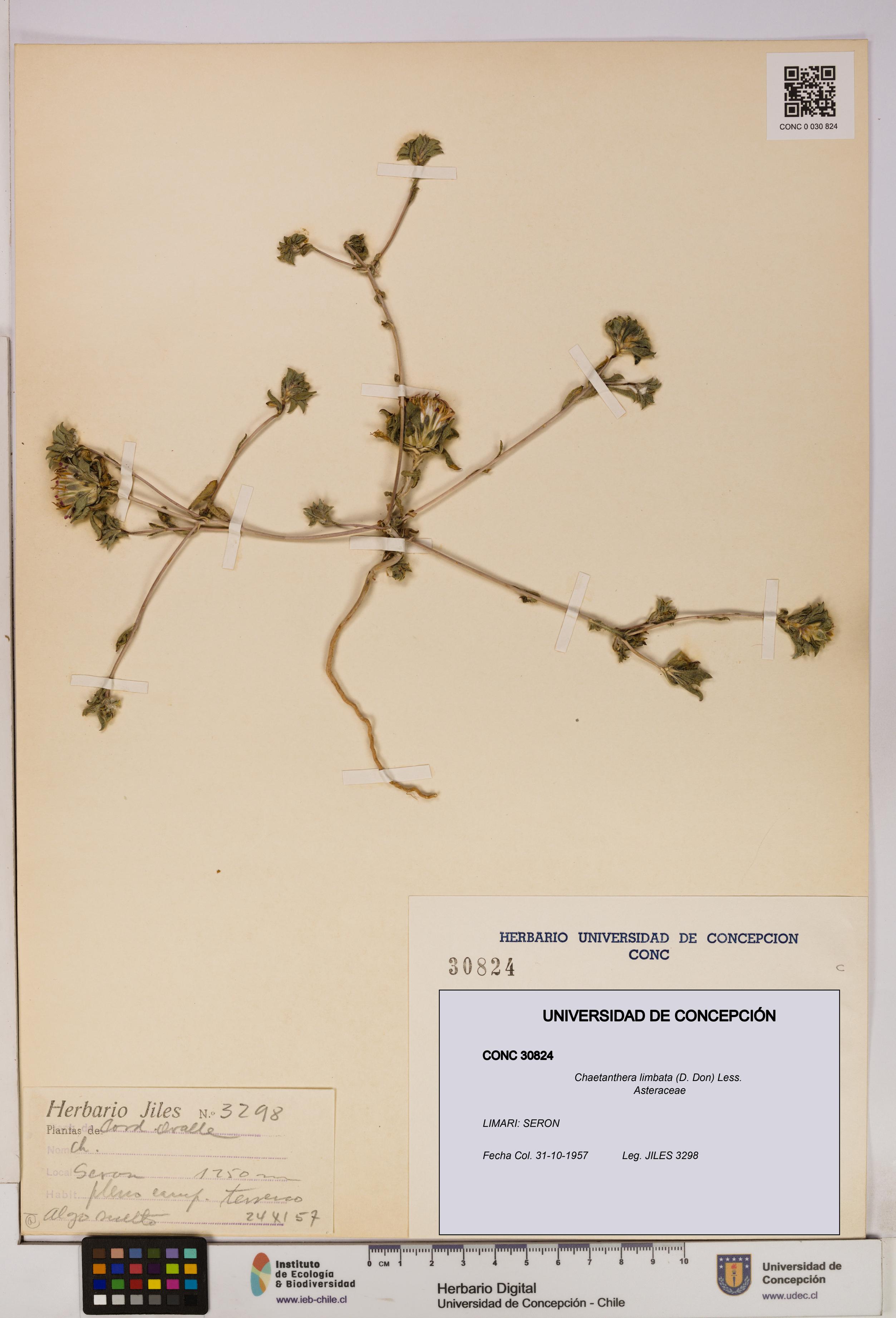 Chaetanthera limbata [Espécimen: UDEC:CONC:0030824]