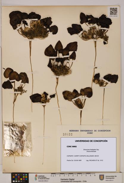 Dioscorea fastigiata [Espécimen: ]