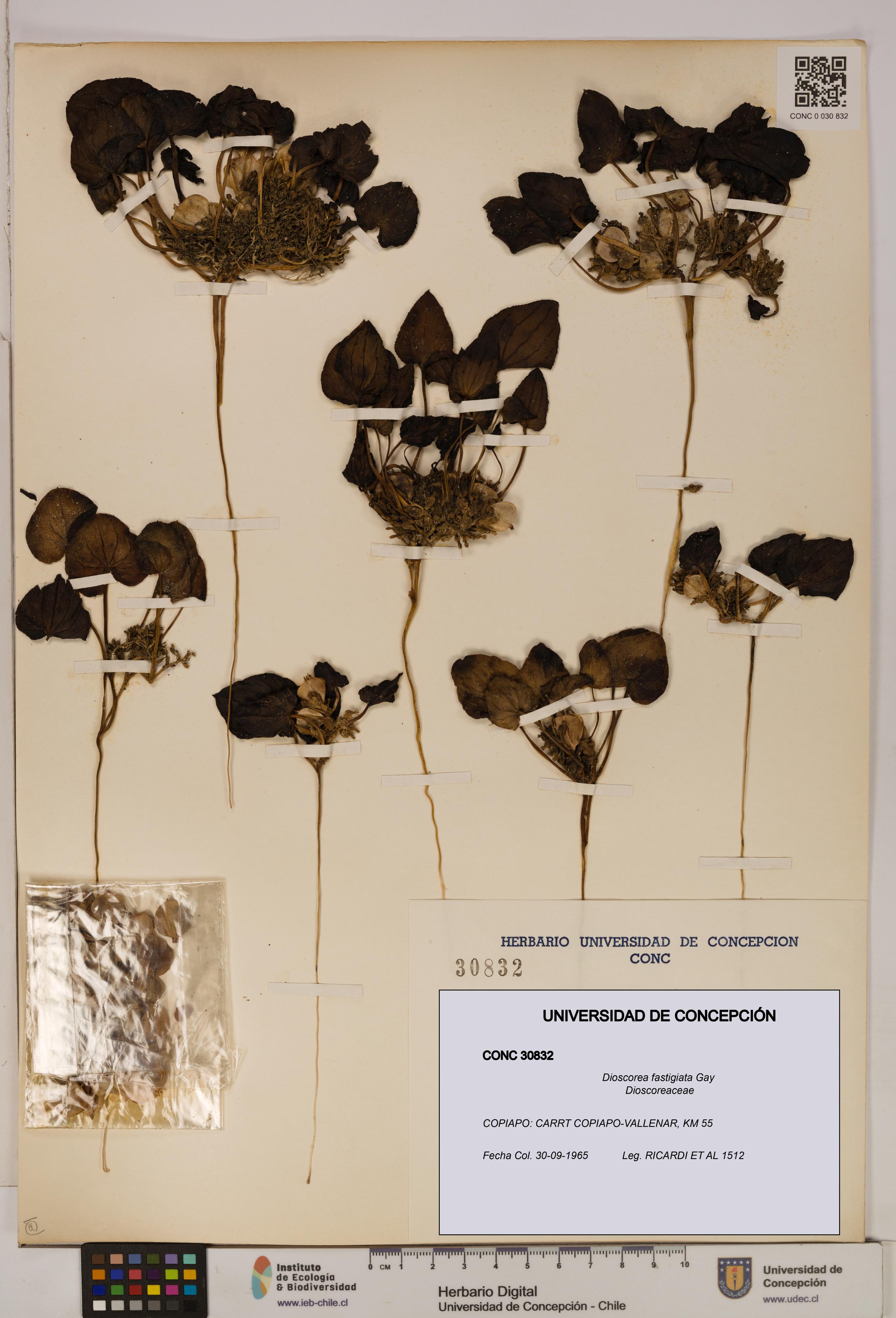 Dioscorea fastigiata [Espécimen: ]