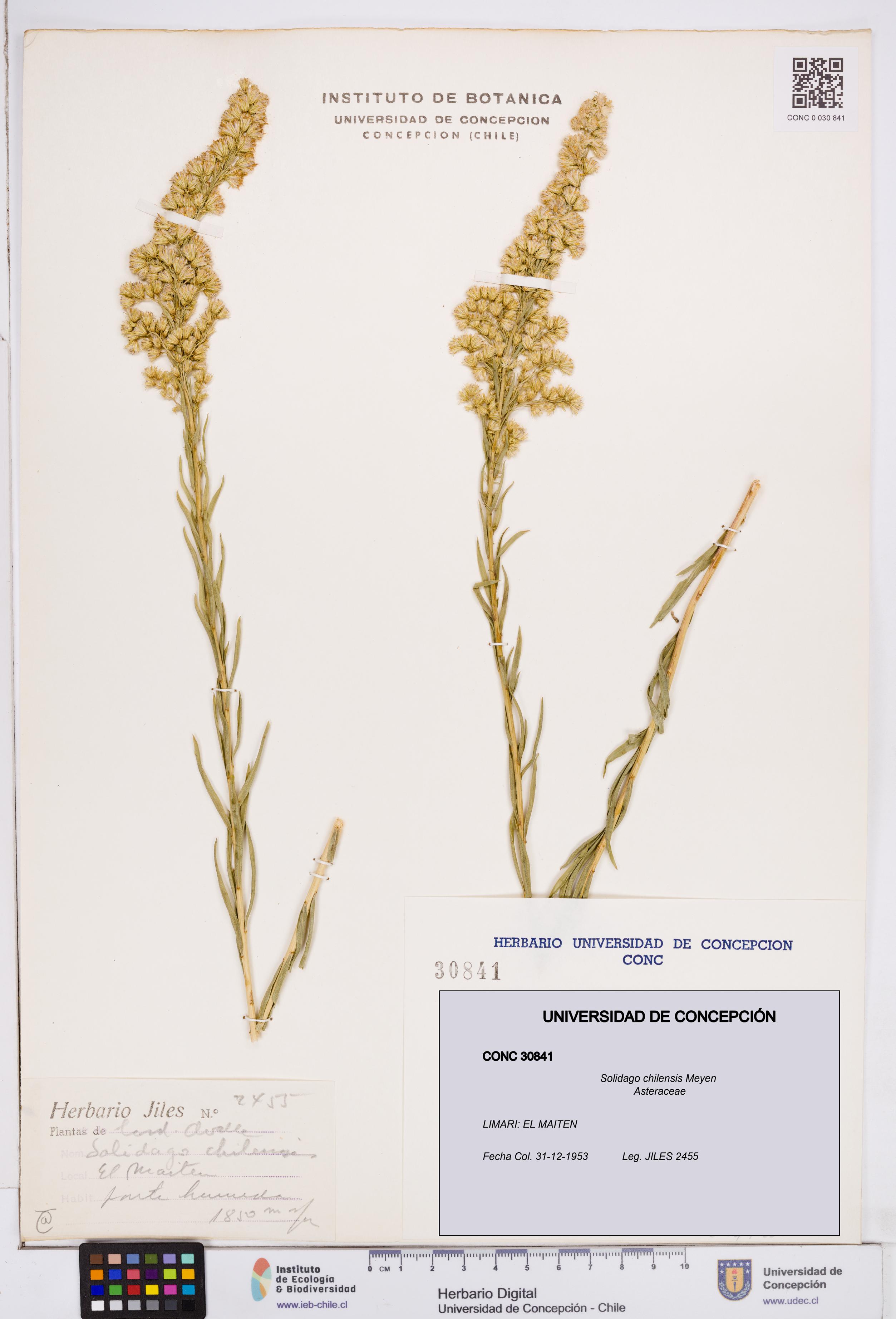 Solidago chilensis [Espécimen: ]