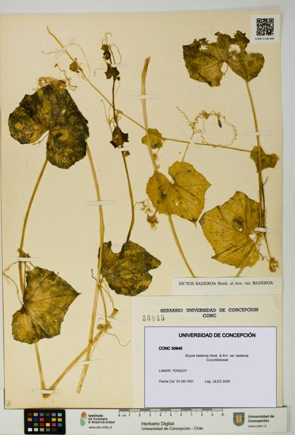 Sicyos baderoa [Espécimen: UDEC:CONC:0030845]