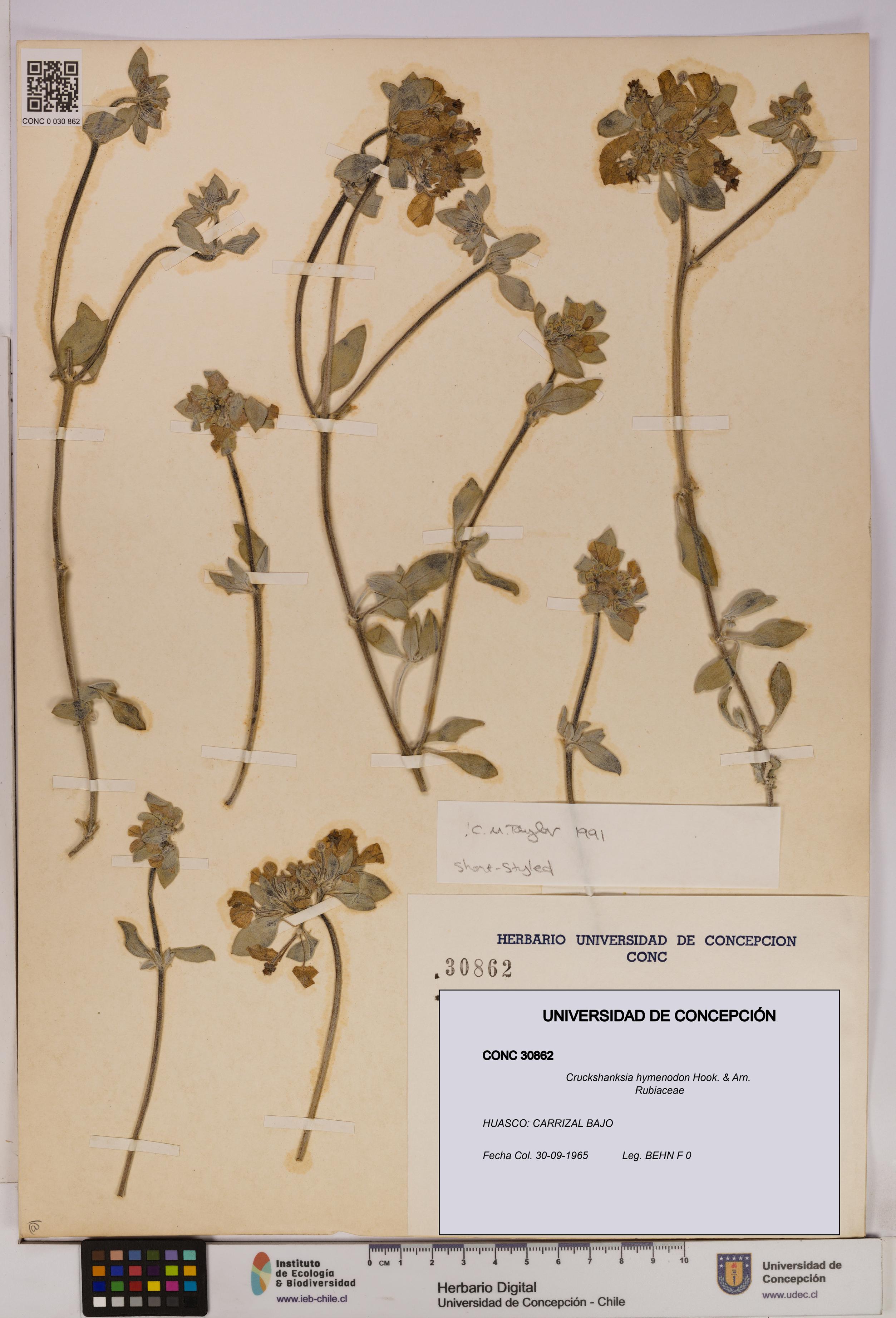 Cruckshanksia hymenodon [Espécimen: UDEC:CONC:0030862]