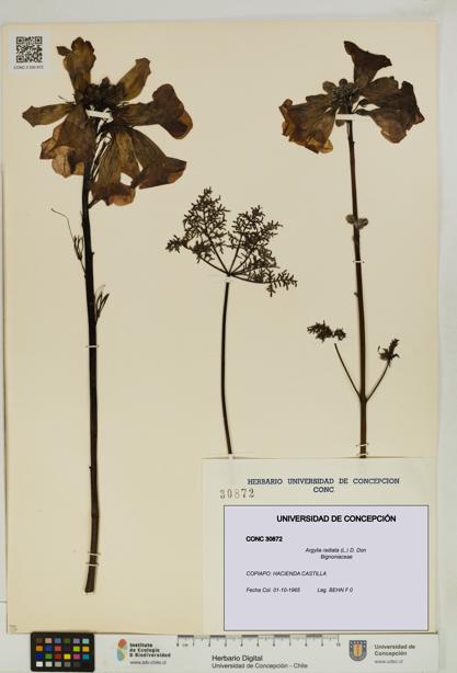 Argylia radiata [Espécimen: UDEC:CONC:0030872]